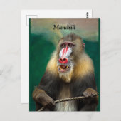 Mandrill, Afrikaanse aap Briefkaart (Voorkant / Achterkant)