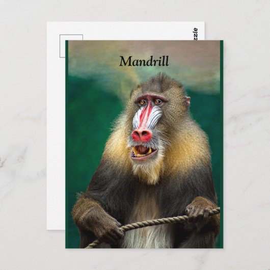 Mandrill, Afrikaanse aap Briefkaart (Voorkant / Achterkant)