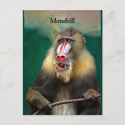 Mandrill, Afrikaanse aap Briefkaart (Voorkant)