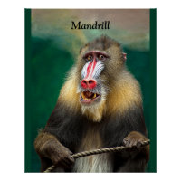 Mandrill, Afrikaanse aap