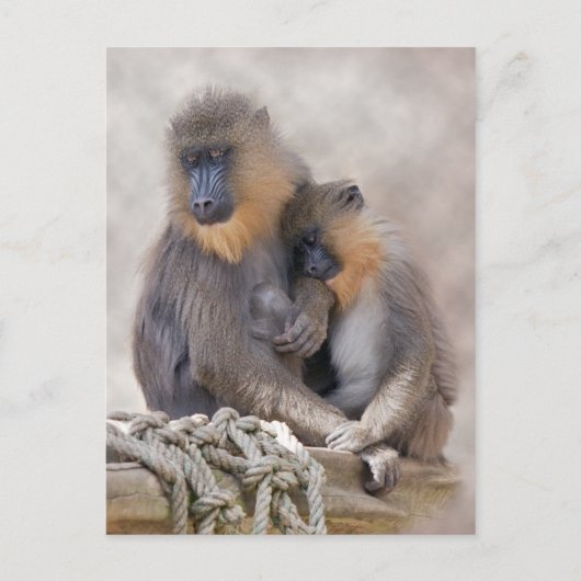 Mandrill and Young Briefkaart (Voorkant)