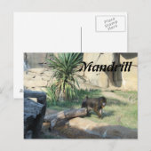 Mandrill Briefkaart (Voorkant / Achterkant)