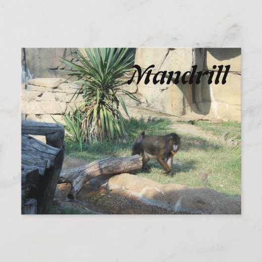 Mandrill Briefkaart (Voorkant)
