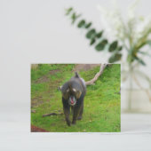 Mandrill Briefkaart (Staand voorkant)