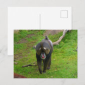 Mandrill Briefkaart (Voorkant / Achterkant)