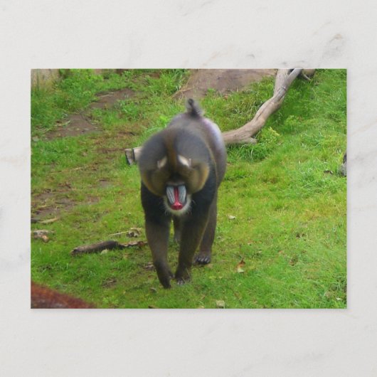 Mandrill Briefkaart (Voorkant)