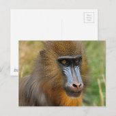 Mandrill Briefkaart (Voorkant / Achterkant)