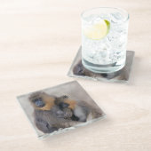 Mandrill en jonge glas onderzetter (Schuin)