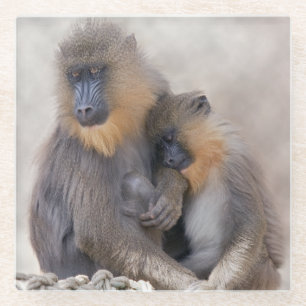 Mandrill en jonge glas onderzetter