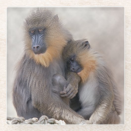 Mandrill en jonge glas onderzetter (Voorkant)