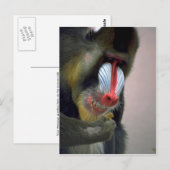 Mandrill Head Briefkaart (Voorkant / Achterkant)