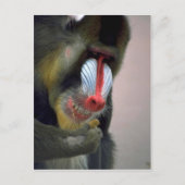 Mandrill Head Briefkaart (Voorkant)