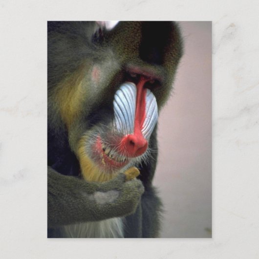Mandrill Head Briefkaart (Voorkant)