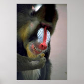 Mandrill Head Poster (Voorkant)