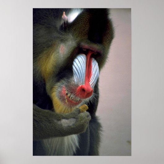 Mandrill Head Poster (Voorkant)