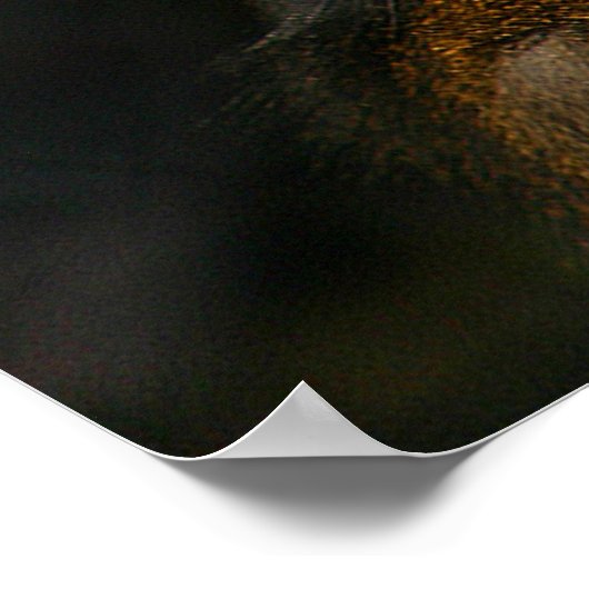 Mandrill Monkey Poster (Hoek)