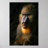 Mandrill Monkey Poster (Voorkant)