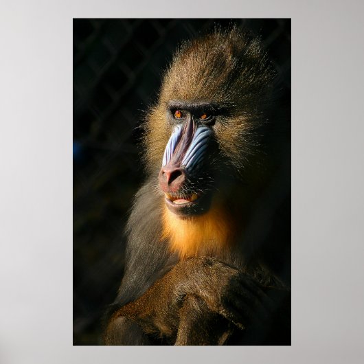 Mandrill Monkey Poster (Voorkant)