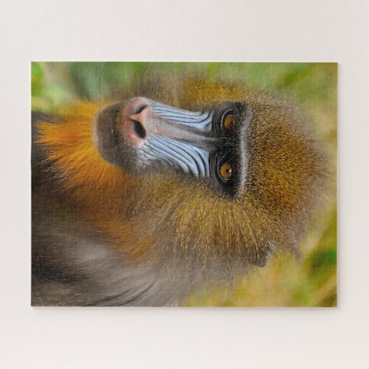 Mandrill Monkeys. Legpuzzel (Horizontaal)