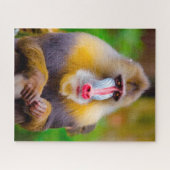 Mandrill Monkeys. Legpuzzel (Horizontaal)