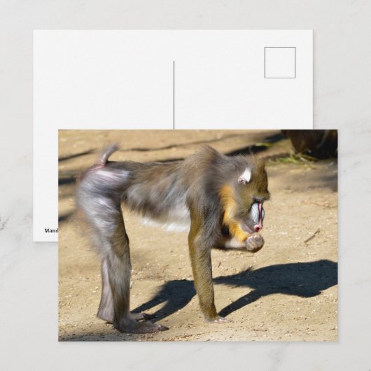 Mandrill op de grond feestdagenkaart (Voorkant / Achterkant)