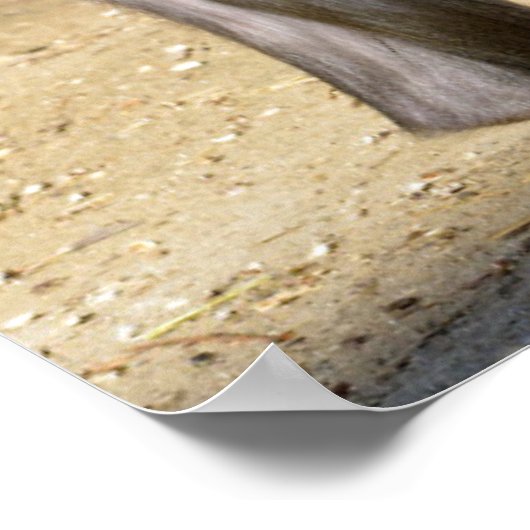 Mandrill op de grond poster (Hoek)