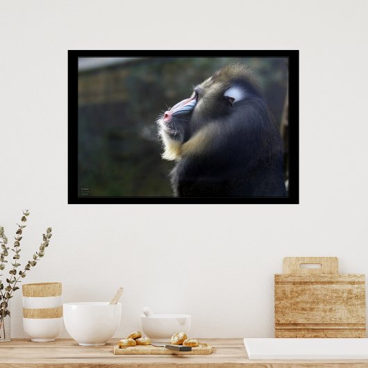 Mandrill Poster (Keuken)