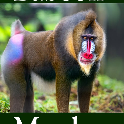 Mandrill puzzelportret legpuzzel