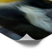 Mandrillen Poster (Hoek)