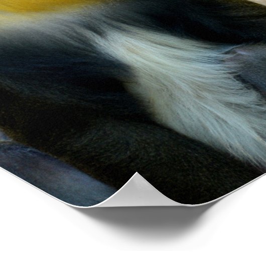 Mandrillen Poster (Hoek)