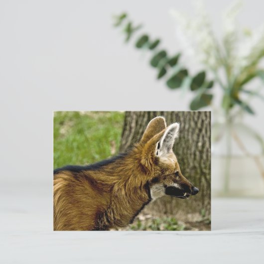 Maned Wolf 1529 Briefkaart (Staand voorkant)