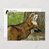 Maned Wolf 1529 Briefkaart (Voorkant / Achterkant)
