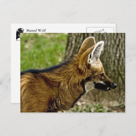 Maned Wolf 1529 Briefkaart (Voorkant / Achterkant)
