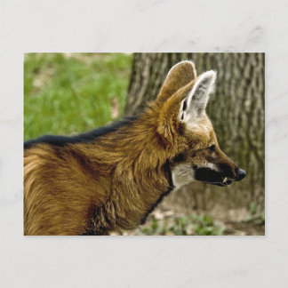 Maned Wolf 1529 Briefkaart