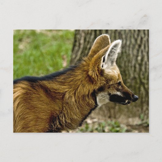 Maned Wolf 1529 Briefkaart (Voorkant)