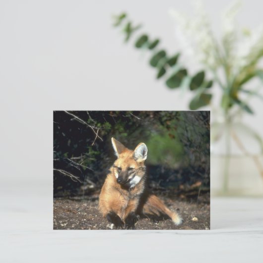 Maned Wolf ligt neer Briefkaart (Staand voorkant)