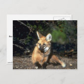 Maned Wolf ligt neer Briefkaart (Voorkant / Achterkant)