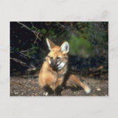 Maned Wolf ligt neer Briefkaart (Voorkant)