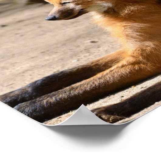 Maned Wolf ligt op de grond Poster (Hoek)