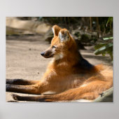 Maned Wolf ligt op de grond Poster (Voorkant)