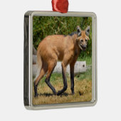 Maned Wolf loopt op gras Metalen Ornament (Rechts)