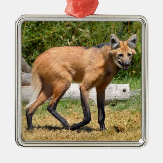 Maned Wolf loopt op gras Metalen Ornament (Voorkant)