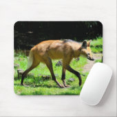 Maned Wolf loopt op gras Muismat (Met muis)