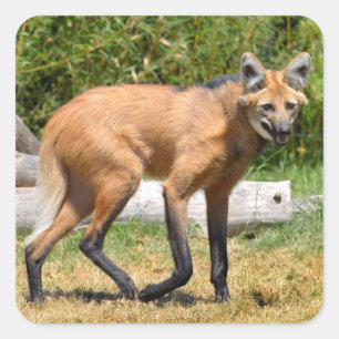 Maned Wolf loopt op gras Vierkante Sticker