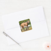 Maned Wolf loopt op gras Vierkante Sticker (Envelop)