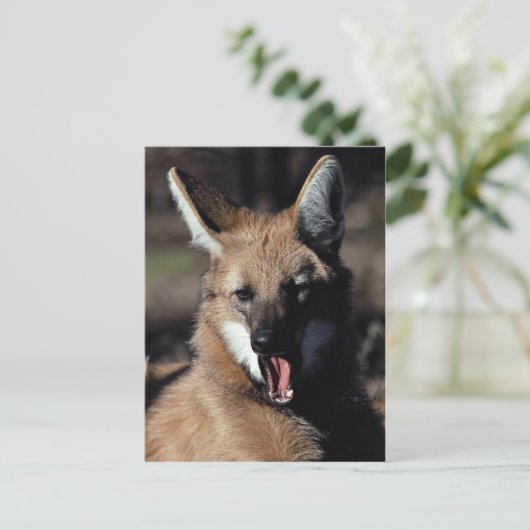 Maned wolf paaien briefkaart (Staand voorkant)