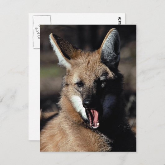 Maned wolf paaien briefkaart (Voorkant / Achterkant)