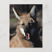 Maned wolf paaien briefkaart (Voorkant)