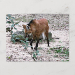 Manenwolf Wilde Levensfotografie Briefkaart