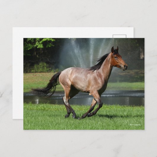 Mangalarga aan de voorzijde van de fontein briefkaart (Voorkant / Achterkant)